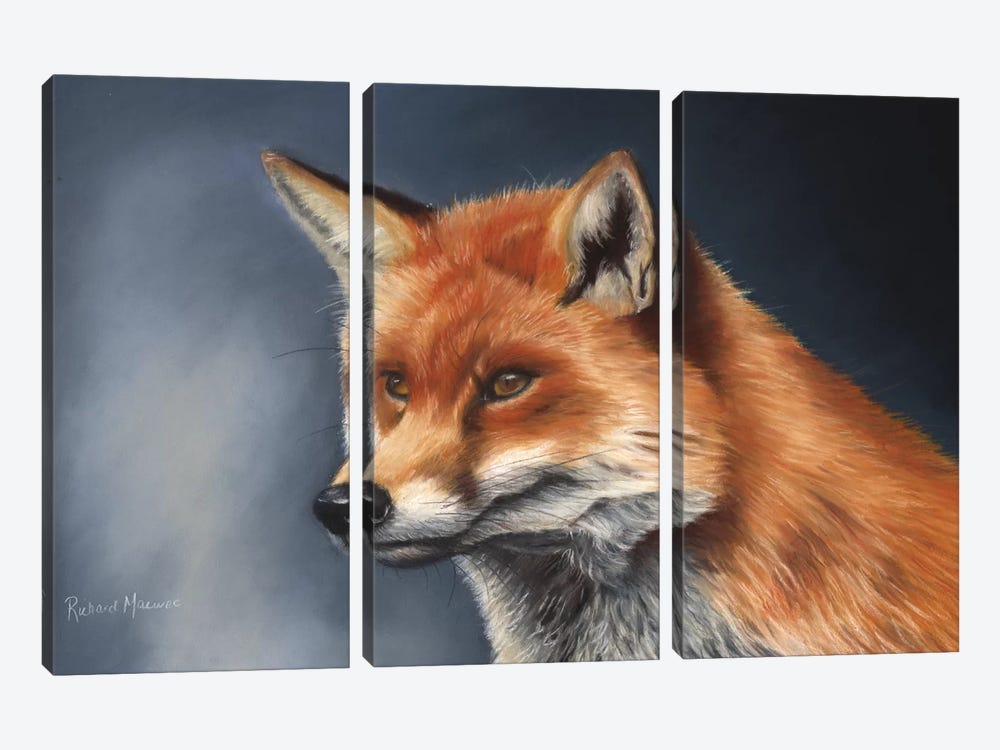 Red Fox by Richard Macwee 3-piece Canvas Print