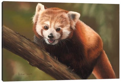 Red Panda Canvas Art Print - Wildlife Conservation Art