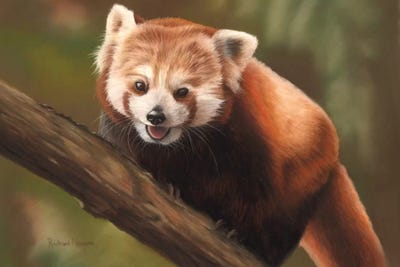 Red Pandas