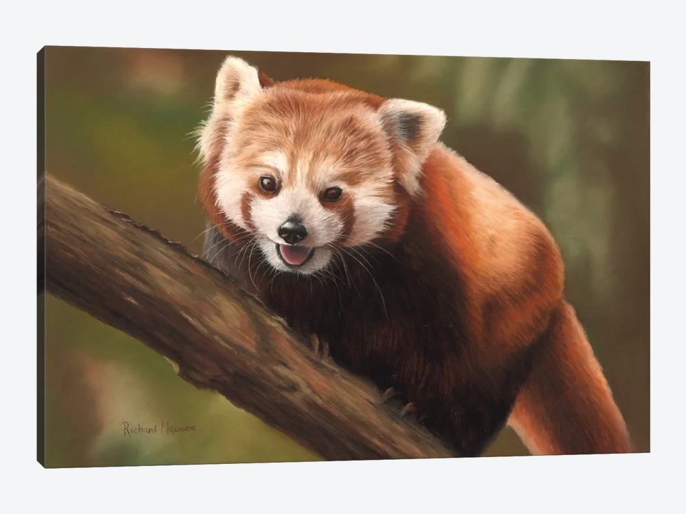 Red Panda by Richard Macwee 1-piece Canvas Wall Art