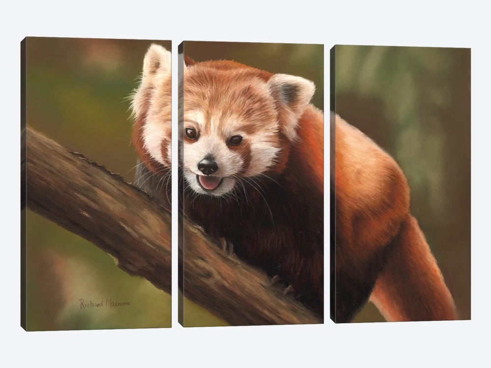 Red Panda by Richard Macwee 3-piece Canvas Art
