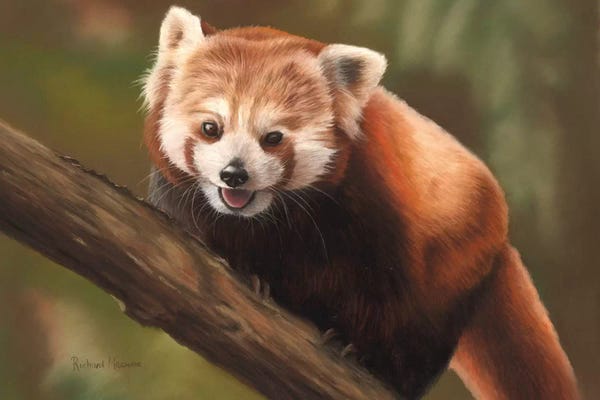 Richard Macwee: Red Panda by Richard Macwee
