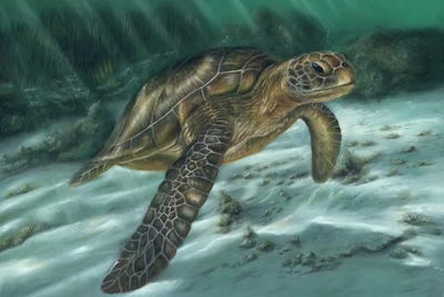 Sea Turtle by Richard Macwee framed canvas print