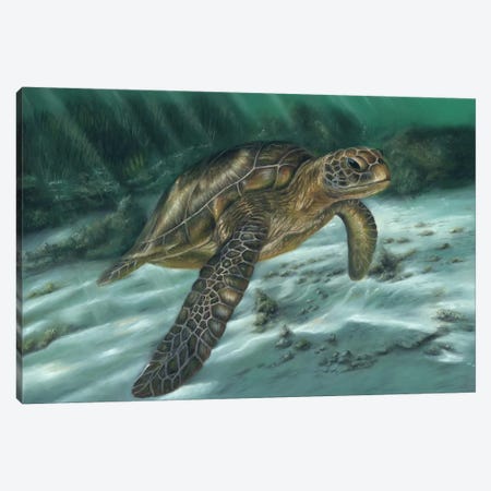 Sea Turtle Canvas Print #RMC46} by Richard Macwee Canvas Artwork