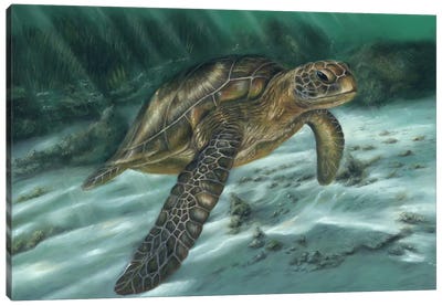 Sea Turtle Canvas Art Print - Richard Macwee