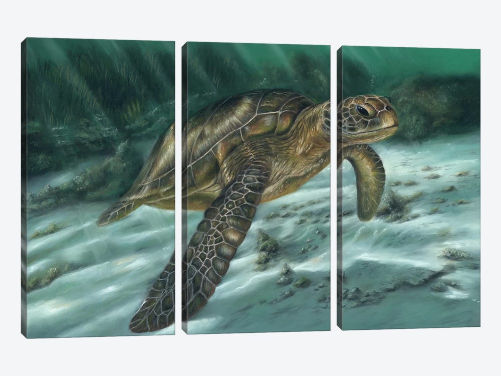 Sea Turtle by Richard Macwee 3-piece Canvas Art