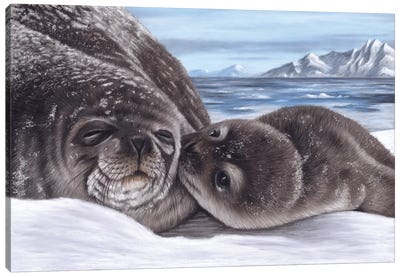 Seal And Pup Canvas Art Print - Seal Art
