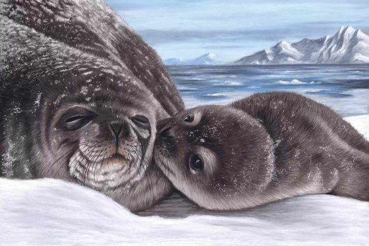 Seal And Pup