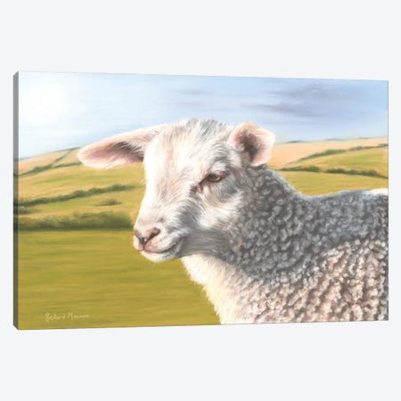Sheep Canvas Print #RMC48} by Richard Macwee Art Print