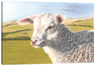 Sheep Canvas Art Print - Richard Macwee