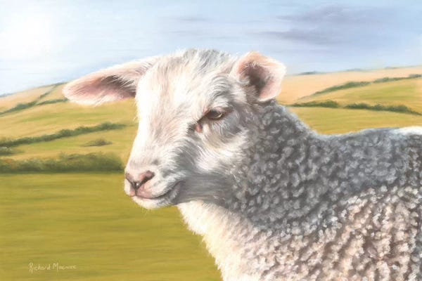 Richard Macwee: Sheep by Richard Macwee