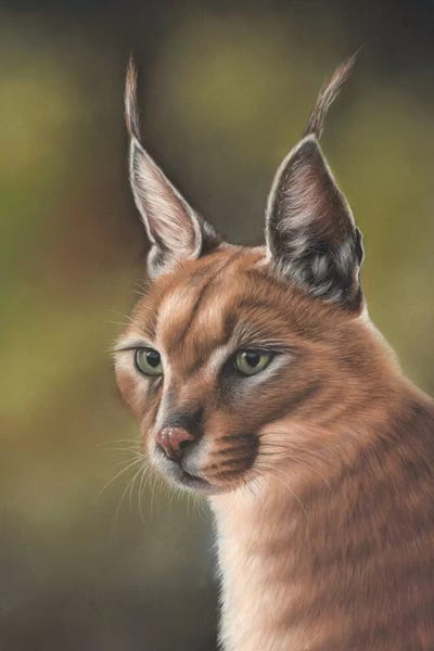 Richard Macwee: Caracal by Richard Macwee