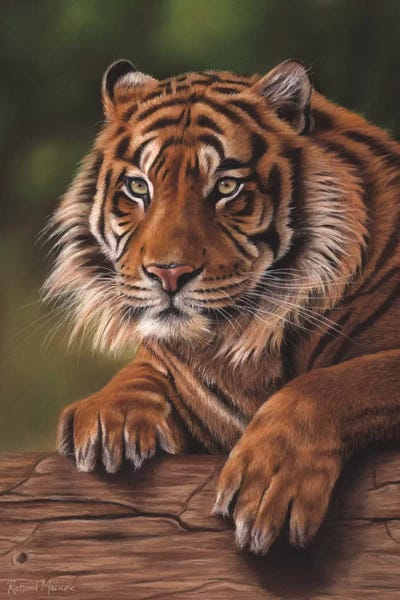 Siberian Tiger by Richard Macwee framed canvas print