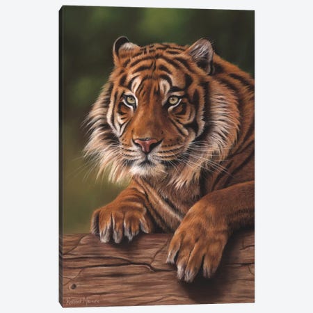 Siberian Tiger Canvas Print #RMC50} by Richard Macwee Canvas Artwork
