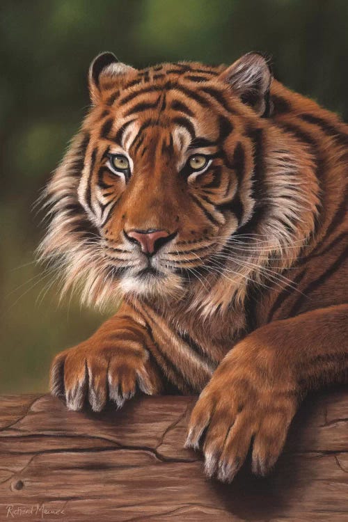 Siberian Tiger