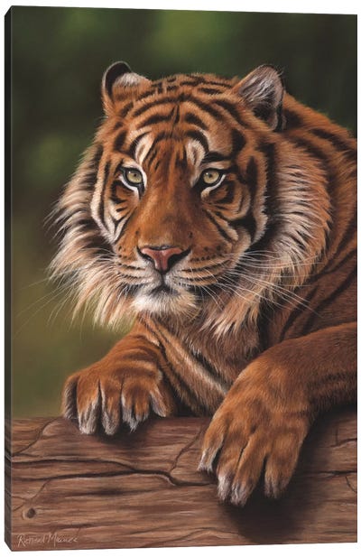 Siberian Tiger Canvas Art Print - Richard Macwee