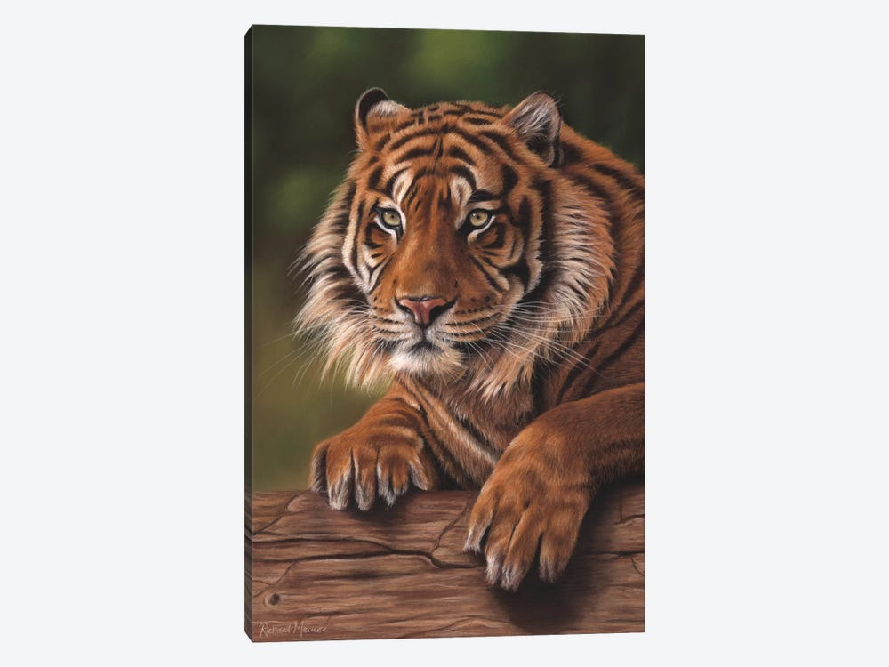 Siberian Tiger by Richard Macwee 1-piece Canvas Print