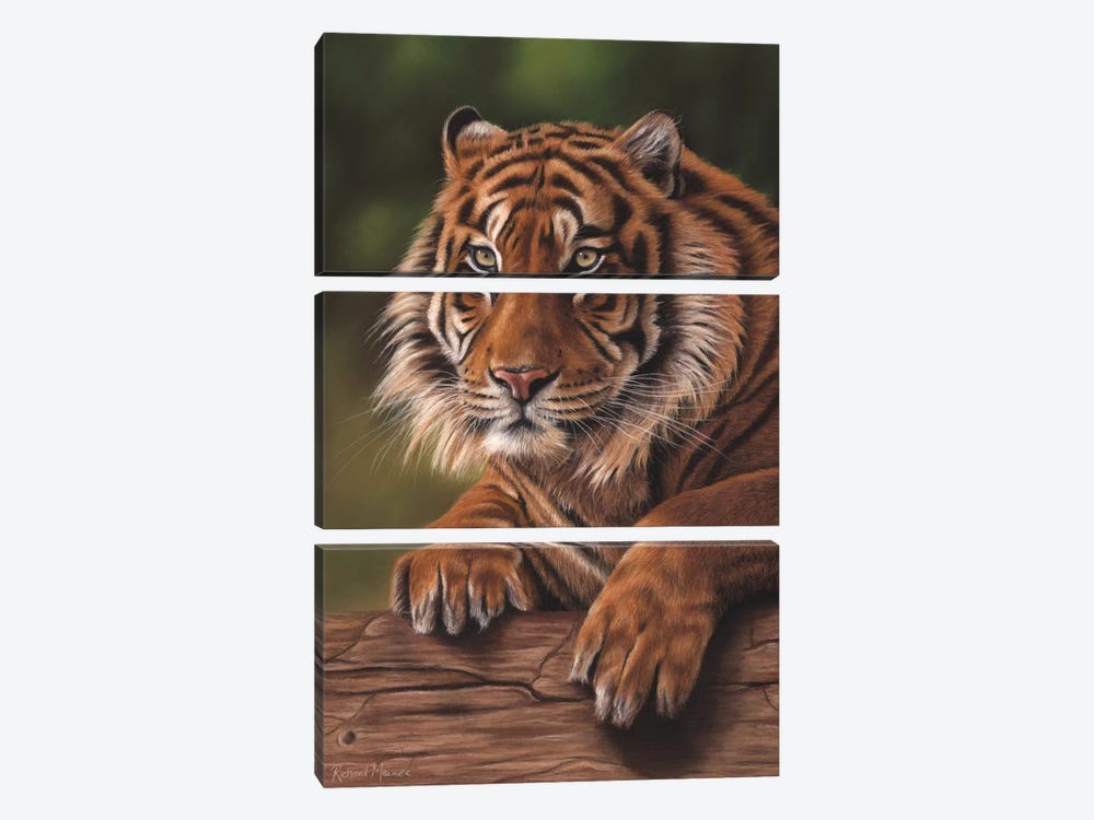 Siberian Tiger by Richard Macwee 3-piece Art Print