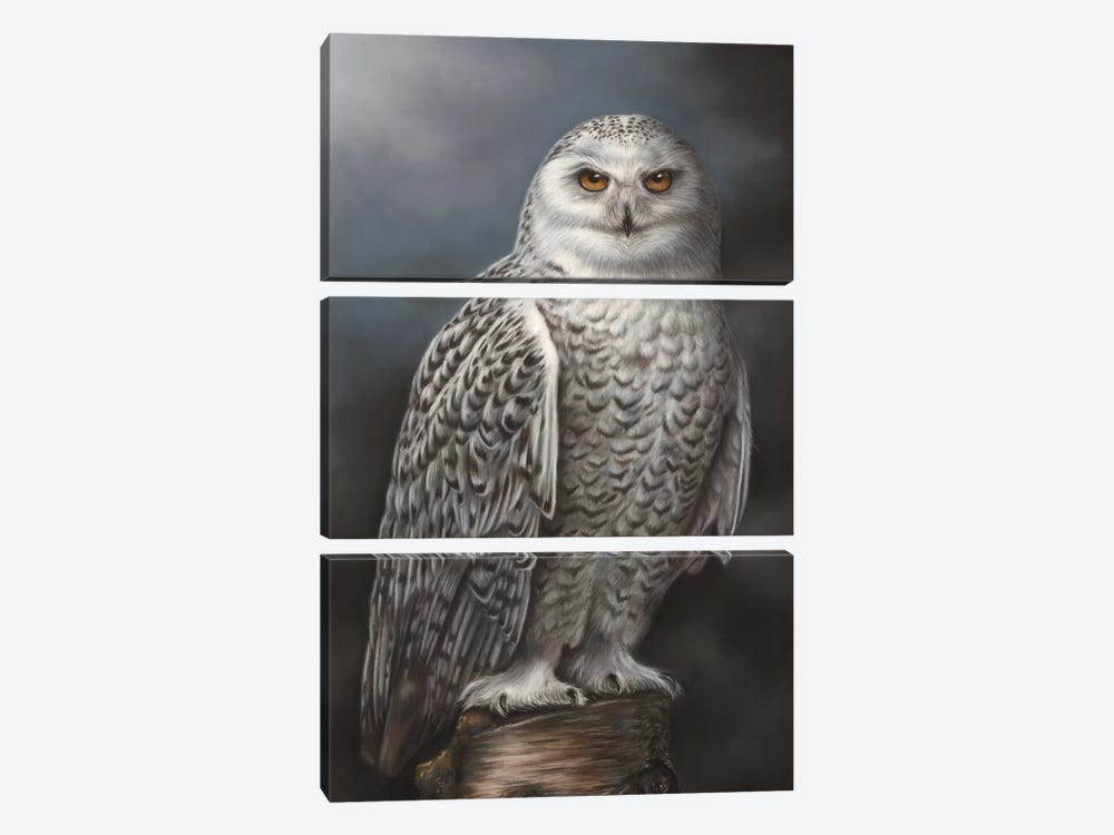 Snowy Owl by Richard Macwee 3-piece Canvas Print
