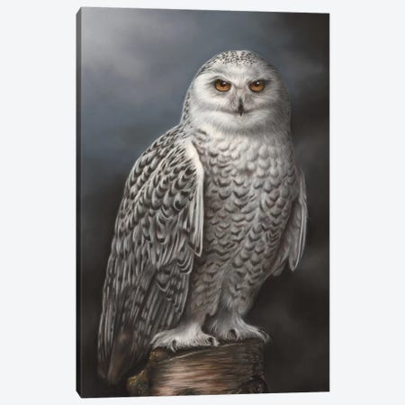 Snowy Owl Canvas Print #RMC52} by Richard Macwee Canvas Wall Art