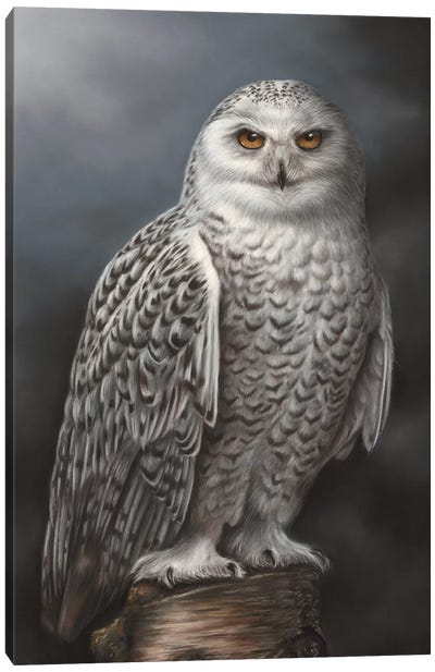 Snowy Owl Canvas Art Print - Richard Macwee