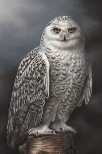 Richard Macwee: Snowy Owl by Richard Macwee