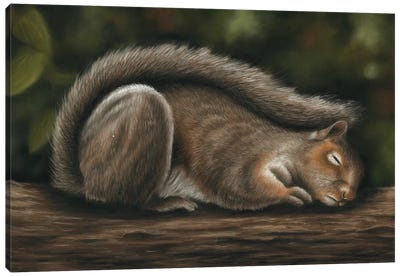 Squirrel Canvas Art Print - Rodent Art