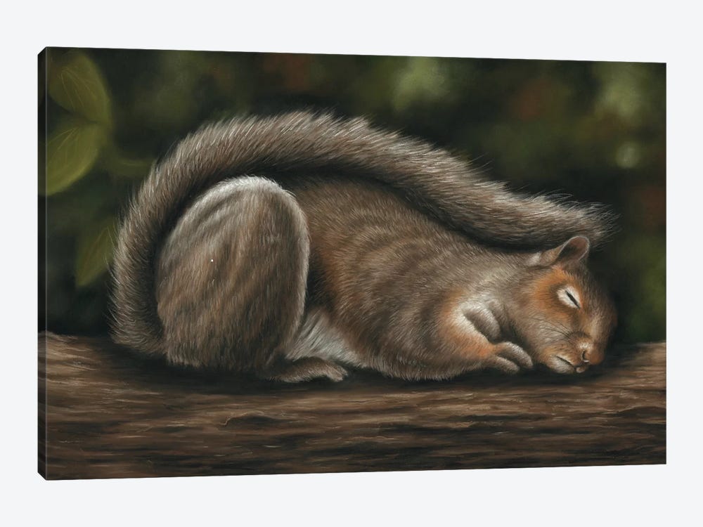 Squirrel by Richard Macwee 1-piece Canvas Art