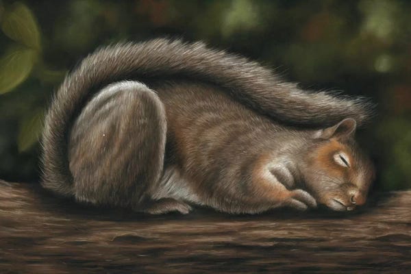Richard Macwee: Squirrel by Richard Macwee