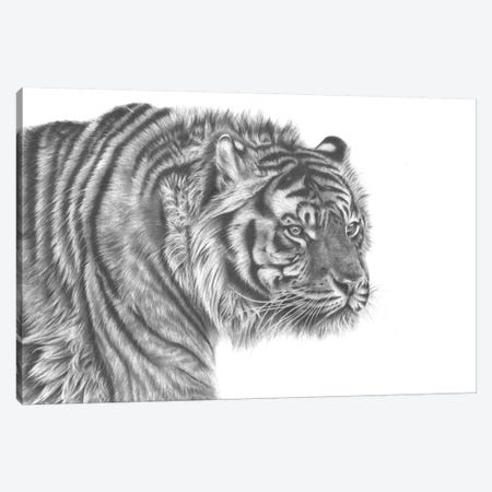 Tiger Drawing Canvas Print #RMC56} by Richard Macwee Canvas Print