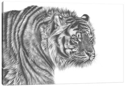 Tiger Drawing Canvas Art Print - Richard Macwee
