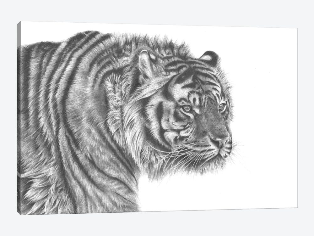 Tiger Drawing by Richard Macwee 1-piece Canvas Print