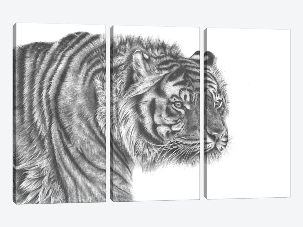 Tiger Drawing by Richard Macwee 3-piece Art Print