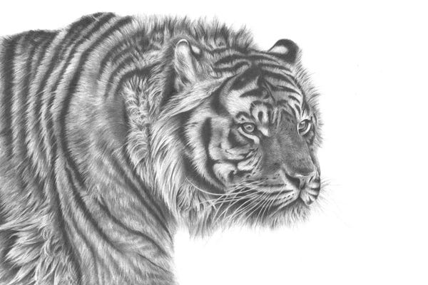 Richard Macwee: Tiger Drawing by Richard Macwee