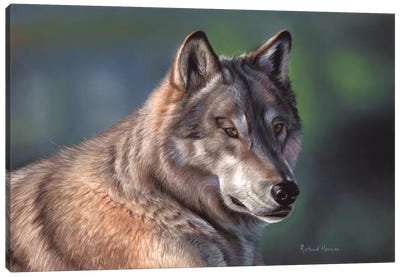 Tundra Wolf Canvas Art Print - Richard Macwee