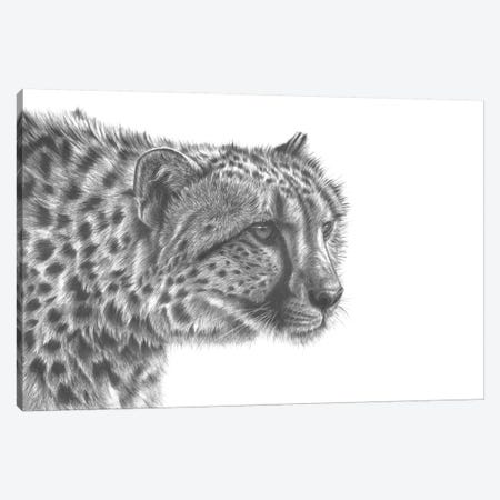 Cheetah Drawing Canvas Print #RMC5} by Richard Macwee Canvas Wall Art