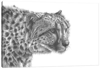Cheetah Drawing Canvas Art Print - Richard Macwee