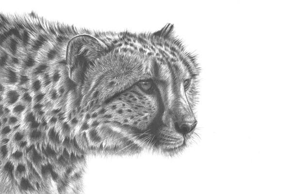 Richard Macwee: Cheetah Drawing by Richard Macwee