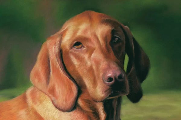 Richard Macwee: Vizsla by Richard Macwee