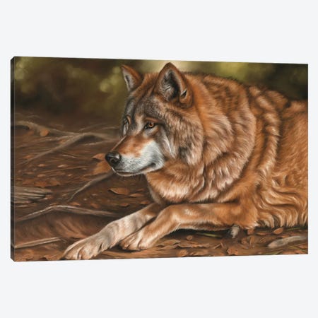 Wolf Canvas Print #RMC62} by Richard Macwee Canvas Print