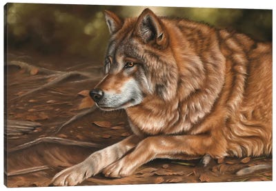 Wolf Canvas Art Print - Richard Macwee