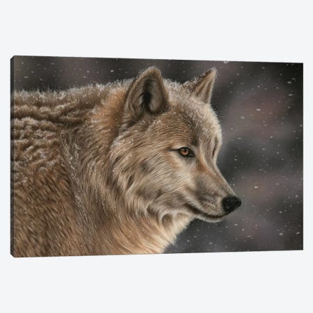 Wolf In Snow Canvas Print #RMC63} by Richard Macwee Canvas Print