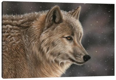 Wolf In Snow Canvas Art Print - Richard Macwee