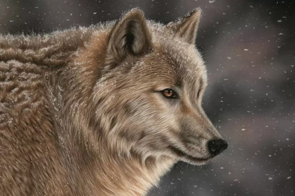 Richard Macwee: Wolf In Snow by Richard Macwee