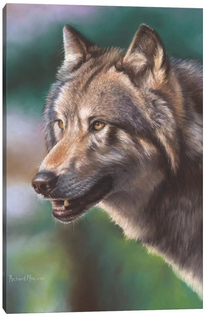 Wolf Portrait Canvas Art Print - Richard Macwee