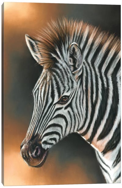 Zebra Canvas Art Print - Richard Macwee