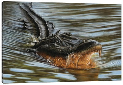 Alligator Canvas Art Print - Crocodile & Alligator Art