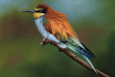 Bee Eater by Richard Macwee framed canvas print