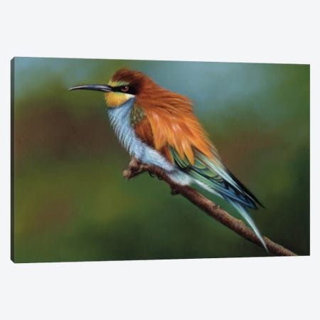 Bee Eater Canvas Print #RMC67} by Richard Macwee Canvas Art