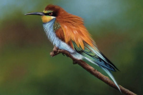 Richard Macwee: Bee Eater by Richard Macwee